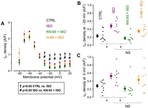 Beta-Adrenergic Activation of the Inward Rectifier K+ Current Is ...