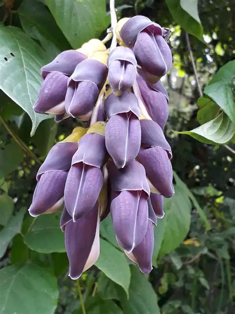 Mucuna pruriens, Naikurana, Cowhage, നയ്കുരണ | SMPB Kerala