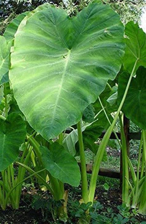 KANAYA Taro Root Arabi Beej Seed Price in India - Buy KANAYA Taro Root ...