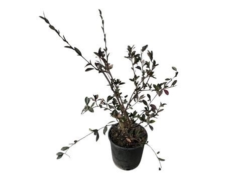 Cotoneaster lacteus | Cepaflor