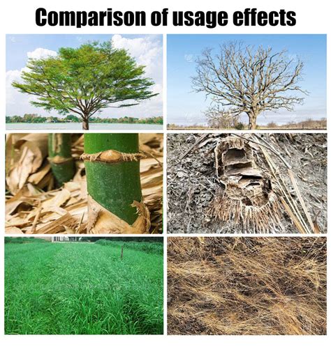Tree Root Poison 的图像结果