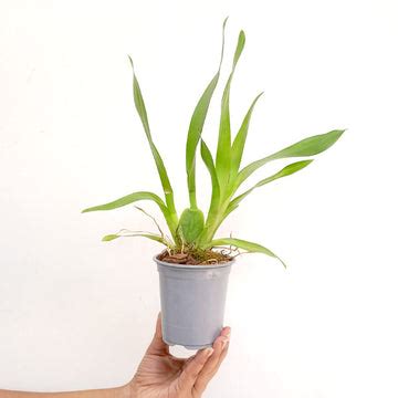 Exclusive Collection – Orchid-Tree