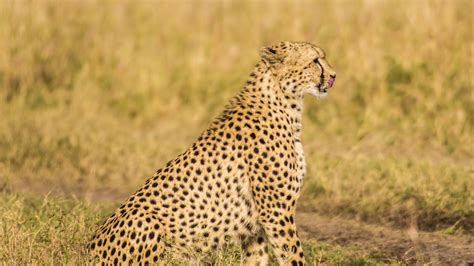 Wallpaper cheetah, predator, animal, wildlife, big cat hd, picture, image