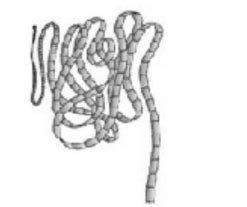 Identify the figure with its correct name and phylum.