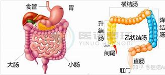 Image result for iliac 回肠的