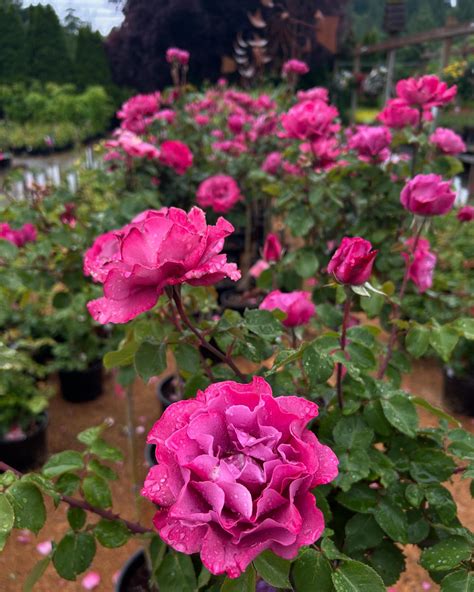 The Gray Barn Nursery (@graybarnnursery) • Instagram photos and videos