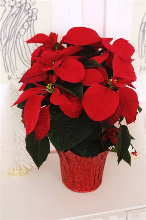 How to Grow and Care For Poinsettia - A Beautiful Mess