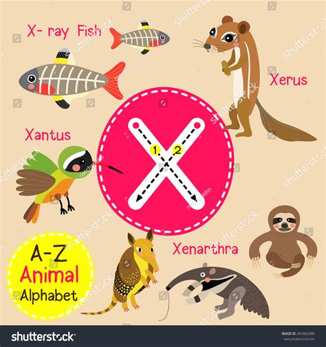 Animals That Start With X : Animal Names That Begin With X Worldatlas ...