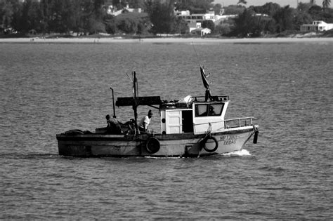 Marine Biologists Controversies Flowchart Photos, Download The BEST ...