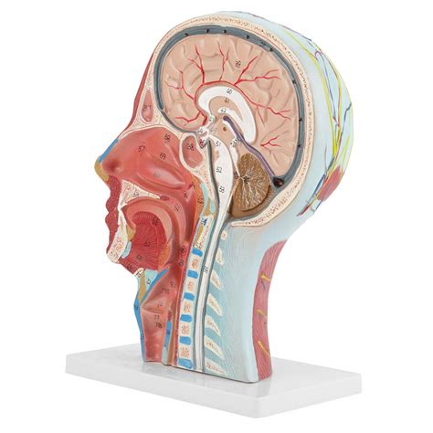 Buy Oumefar Medical Head Model Color-Coded Partitioned Human Brain ...