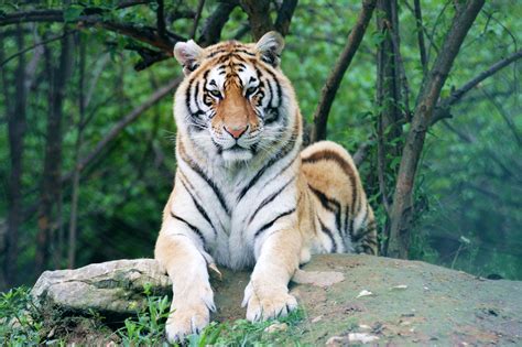虎年话虎：老虎是大自然最完美的杰作？保护有加，为何还濒临灭绝_东北_种群_人类