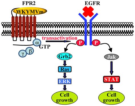 Distinct Signaling Cascades Elicited by Different Formyl Peptide ...
