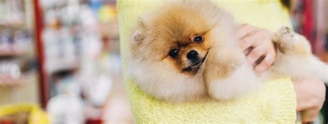 Homepage | Rochester Veterinary Hospital