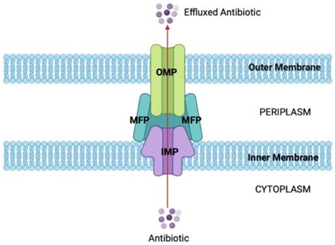Evaluation of Antibiotic Resistance Mechanisms in Gram-Negative Bacteria