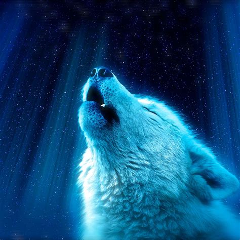Download wallpaper 2780x2780 wolf, predator, howl, white, blue ipad air ...