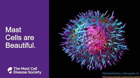 Image result for Mast Cells Explained