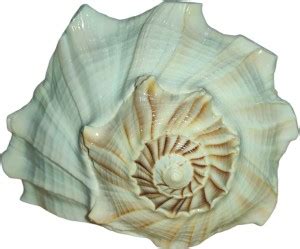 Shree Shankham Dakshinavarti Kuber Shankh Original For Wealth | by ...