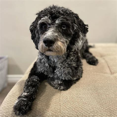 Image result for Cockapoo Haircut Styles