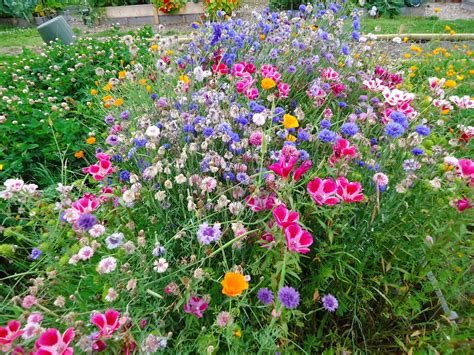 Wildflower Garden Ideas | Homsgarden