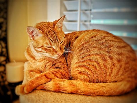 My Majestic Arabian Mau Cat