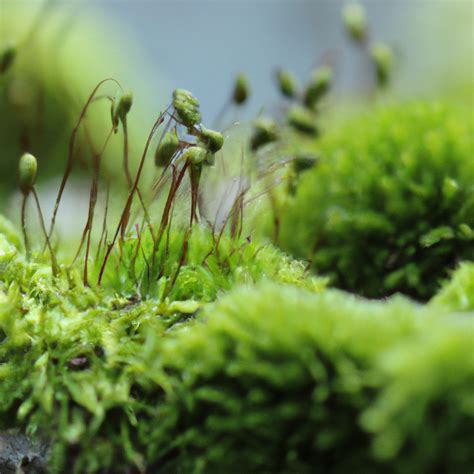 The fascinating world of mosses: Fun facts and trivia | by SeedBaba | Medium