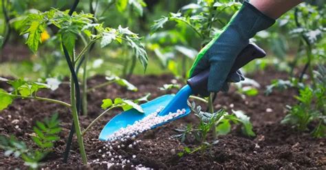 8 Essential Tips For Planting And Growing Flower Bulbs In Garden