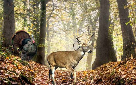 Virginia Hunting Seasons 2025-2026 Latest Dates & Regulations