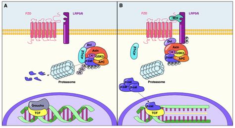 Wnt Pathway in Pancreatic Development and Pathophysiology