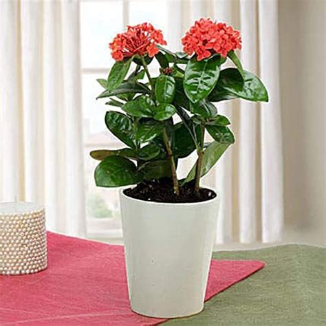 Vixenssell Live Ixora Red Vedchi/Rangan Best Exotic Plant(1 Healthy ...