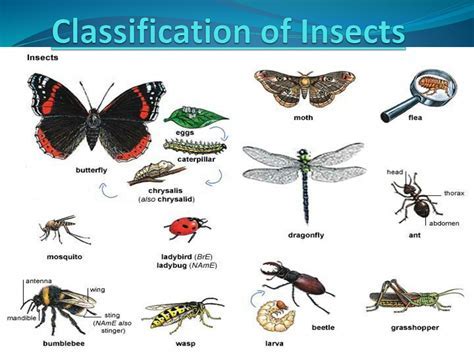 Insect Order Classification Chart 的图像结果