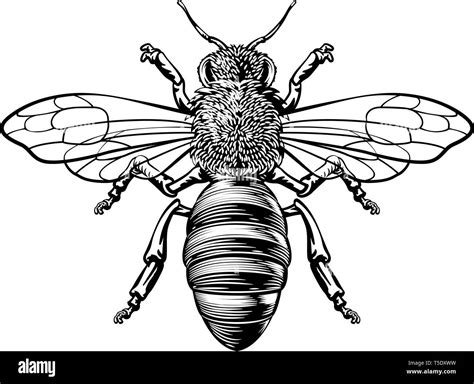 Honey Bumble Bee Woodcut Vintage Bumblebee Drawing Stock Vector Image ...