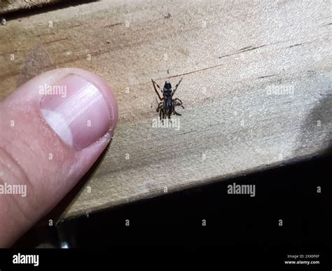 White-tailed Spiders (Lampona) Arachnida Stock Photo - Alamy