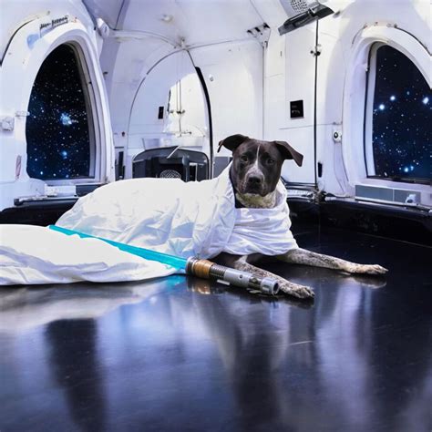 Paw Wars: A New Home, 114 Camp K9 Rd, Ponte Vedra, FL 32081-7011 ...