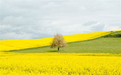 Download wallpaper field, flowers, tree, section nature in resolution ...