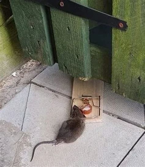 英国社区突然老鼠泛滥成灾，居民直呼看到老鼠到处跑心理有阴影_腾讯新闻