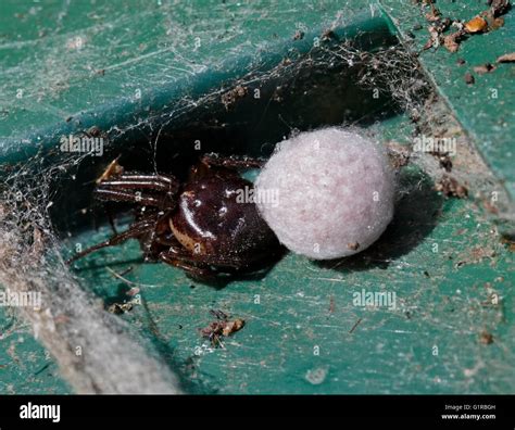 Spider with Egg Sac, UK Stock Photo - Alamy