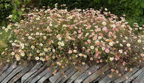 Erigeron 'Seaside Daisy' 6" Pot - Hello Hello Plants