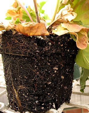 TNAU Agritech Portal :: Crop Protection