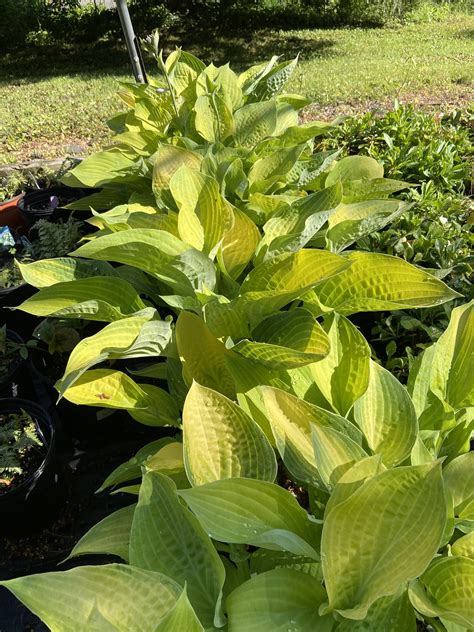 Hosta Sun Power Lily | Behmerwald Nursery - Behmerwald Nursery