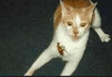 Image result for Help Me Cat