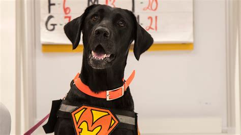 Image result for Math Dog