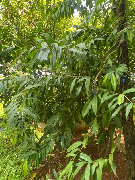 RCMAS » Sarcostigma kleinii Wight & Arn.