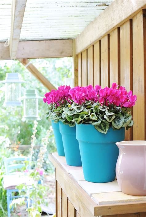 How To Keep Plants In Pots Over Winter at June Kang blog