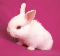 Image result for White Bunny Pictures