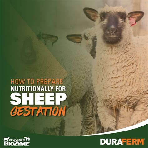 How to Prepare Nutritionally for Sheep Gestation - DuraFerm