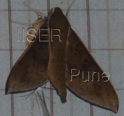 Ramana Athreya @ IISER-Pune : Sphingid Species Notes