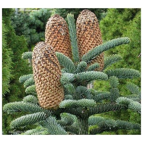 SIBIRSKA JELA - Etarsko ulje | Crystal Lab