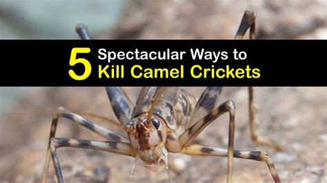 Get Rid of Camel Crickets - Smart Tips for Killing Camel Crickets