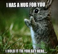 Image result for Bunny Hug Meme