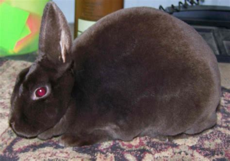 Image result for Mini Rex Varieties